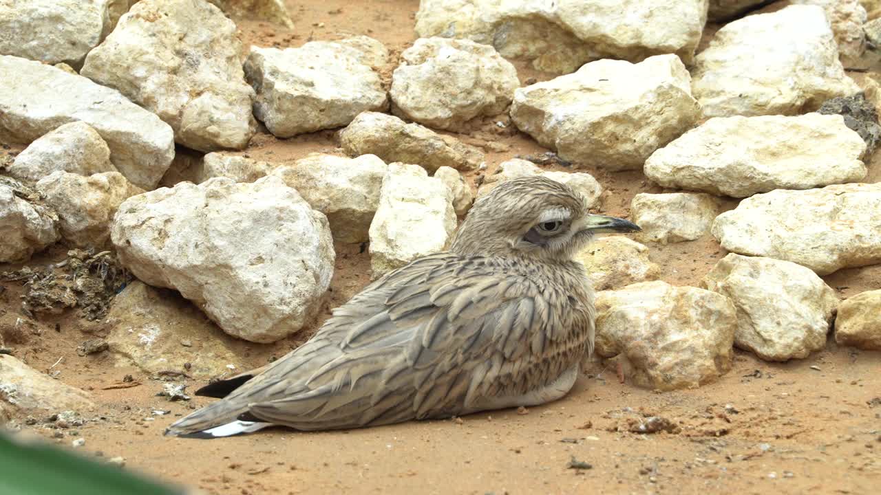 一只斑点粗膝(Burhinus capensis)坐在岩石中，梳理自己，并在沙漠中四处走动。视频素材