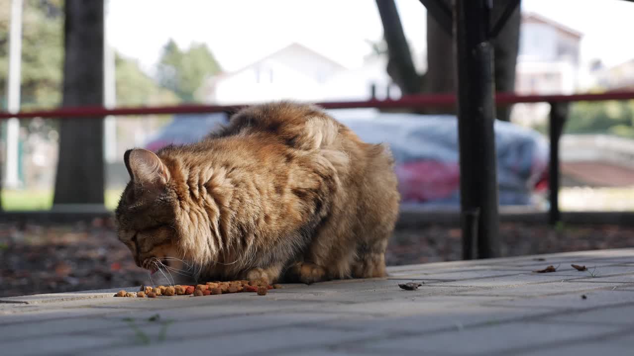 饥饿无家可归的条纹猫在外面吃干粮。流浪动物概念视频素材