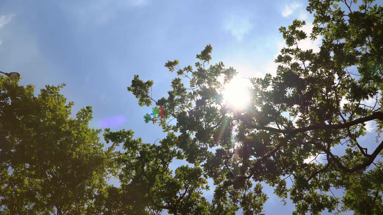 夏天，4K的阳光穿透橡树茂盛的绿叶视频素材