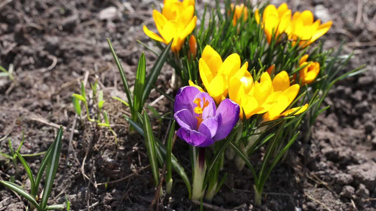 第一个番红花4K视频。蜜蜂从番红花中采集花粉视频素材