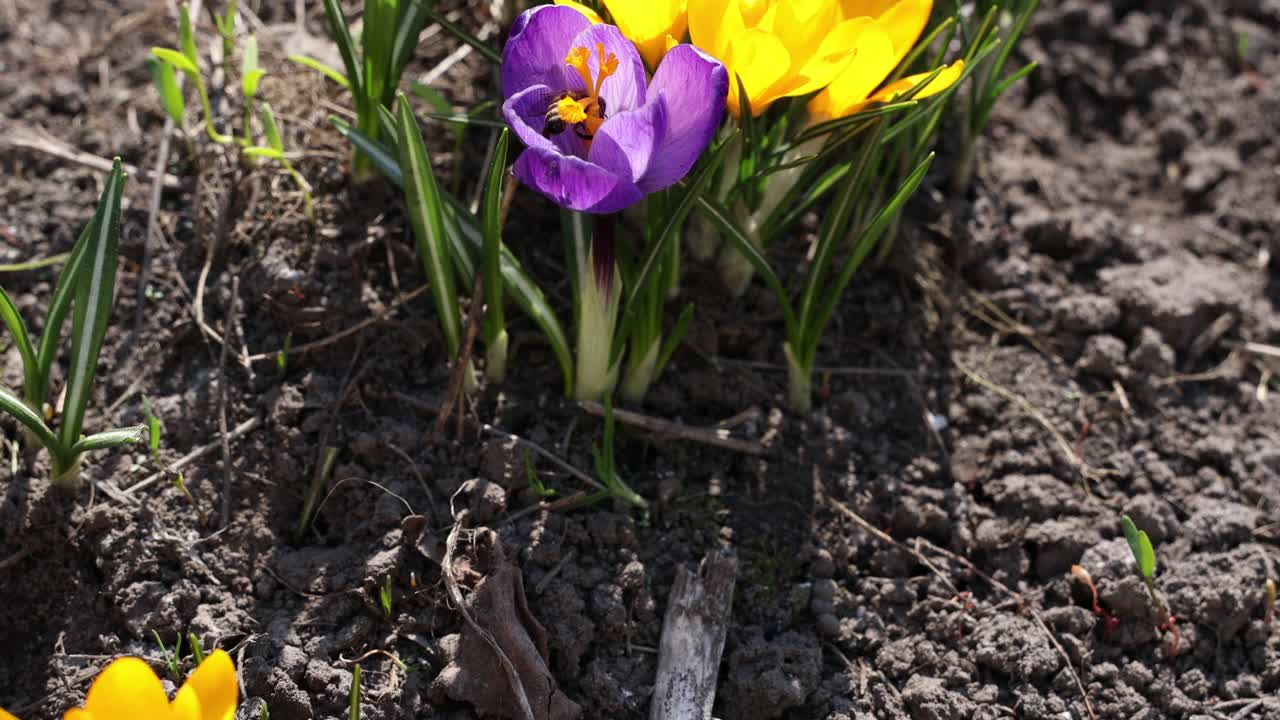 第一个番红花4K视频。蜜蜂从番红花中采集花粉视频素材