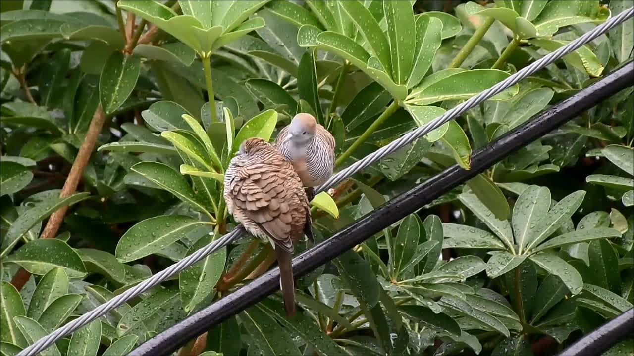 野马斑鸠或斑鸠在雨后互相梳理，泰国曼谷视频素材