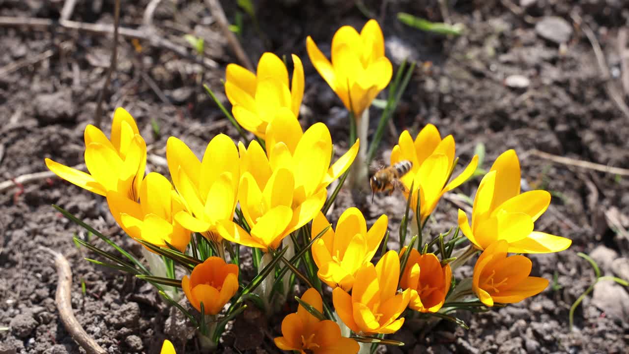 第一个番红花4K视频。蜜蜂从番红花中采集花粉视频素材