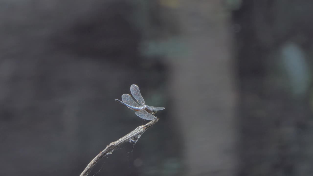 灰色蜻蜓栖息在树枝上。视频素材