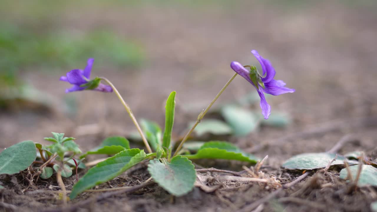 春天绽放的小野花随风摇曳视频素材