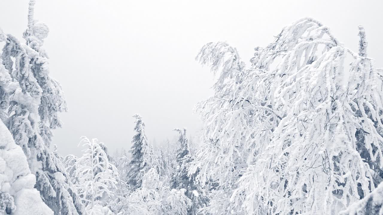 冰冻的冷杉耸立在雪中视频素材