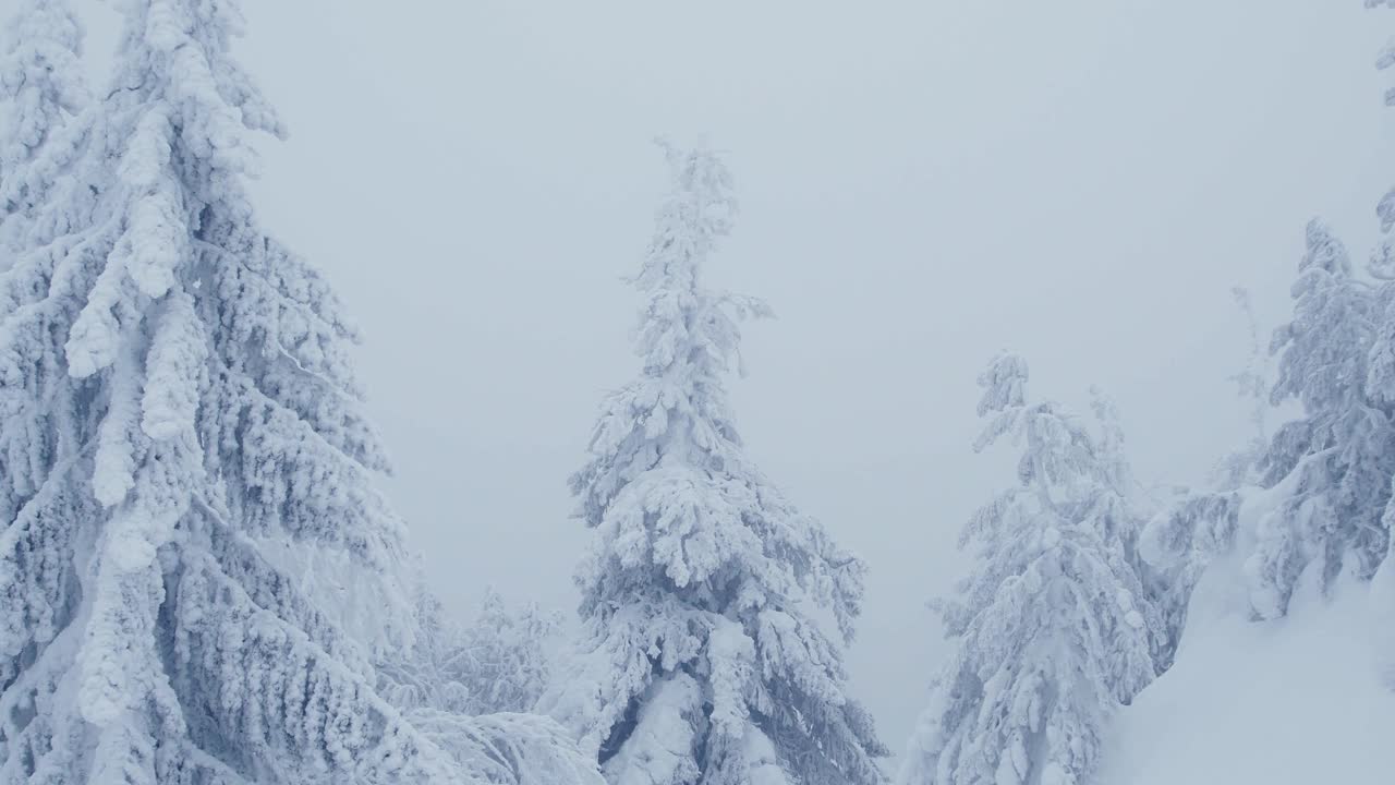 雪中的针叶林视频素材