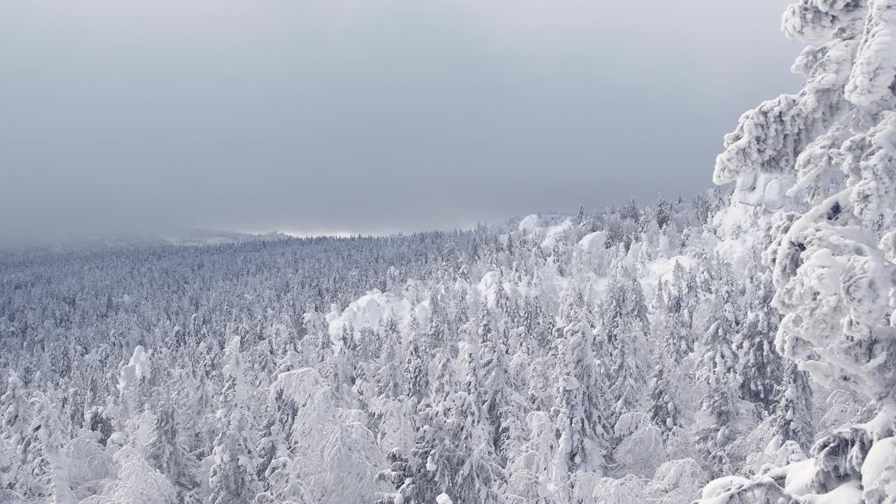 俯瞰茂密的冬季森林。针叶树被冰雪覆盖。浓雾和云掠过山峰。树枝在风中摇动。视频素材