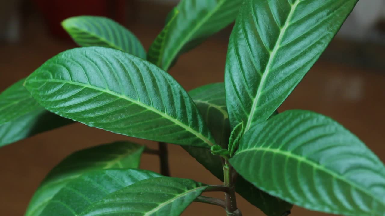 用水喷洒室内植物的过程。视频素材