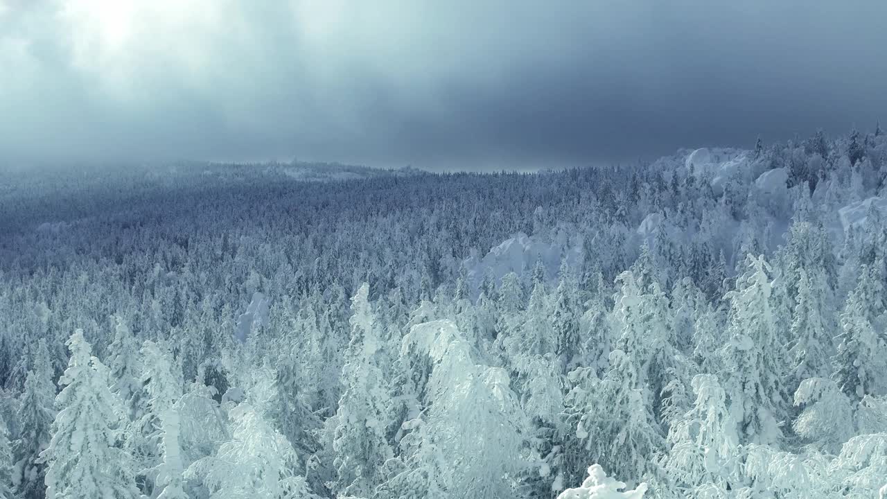 雾和白云漂浮在白雪覆盖的森林上。冬天的景观有冰冻的冷杉树。树枝上结满了霜，在风中摇曳视频素材