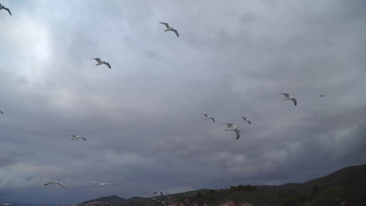 海面上飞翔的海鸥视频素材