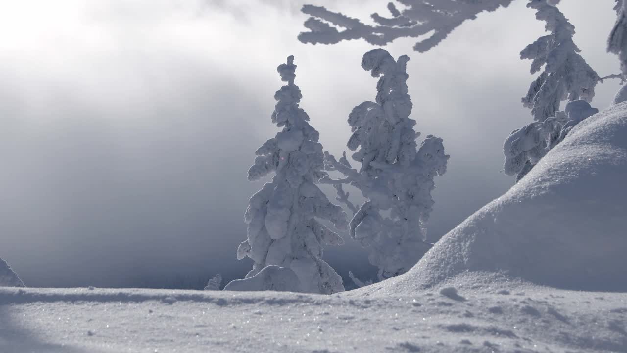 白雪皑皑的森林背景下掠过的雾。太阳穿过稍纵即逝的云。暴雪的做法。结了霜的树枝在风中摆动。视频素材