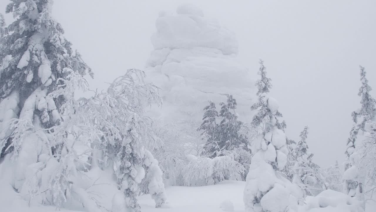 白雪皑皑的山顶周围是冷杉树视频素材