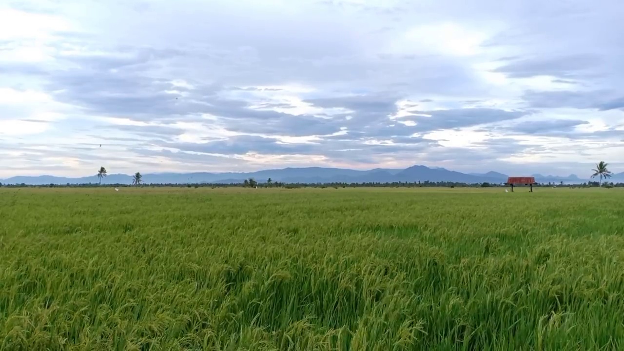 以山峦为背景的乡村稻田视频素材