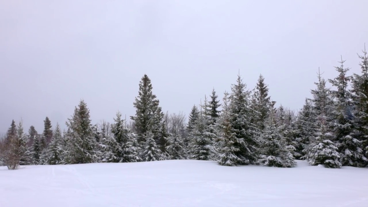 在雾蒙蒙的天气里，喀尔巴阡山脉上覆盖着白雪和杉树的小草地视频素材