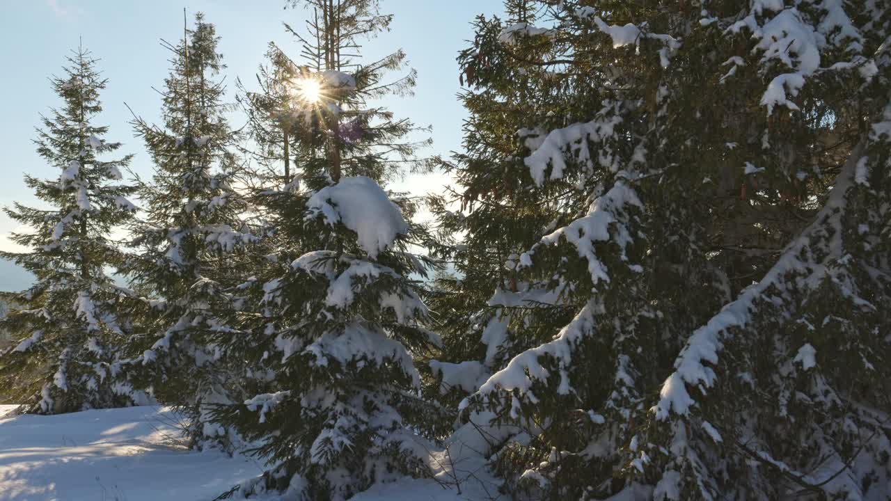 在喀尔巴阡白雪覆盖的山脉上，冷杉树映衬着明亮的冬日阳光视频素材