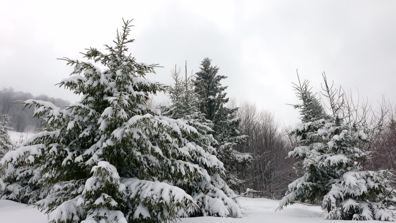 在雾蒙蒙的天气里，喀尔巴阡山脉上覆盖着白雪和杉树的小草地视频素材