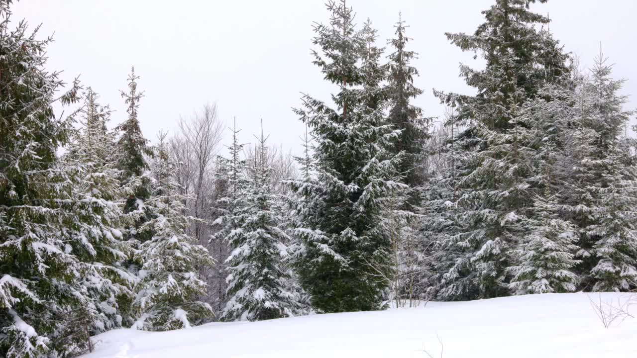 在雾蒙蒙的天气里，喀尔巴阡山脉上覆盖着白雪和杉树的小草地视频素材