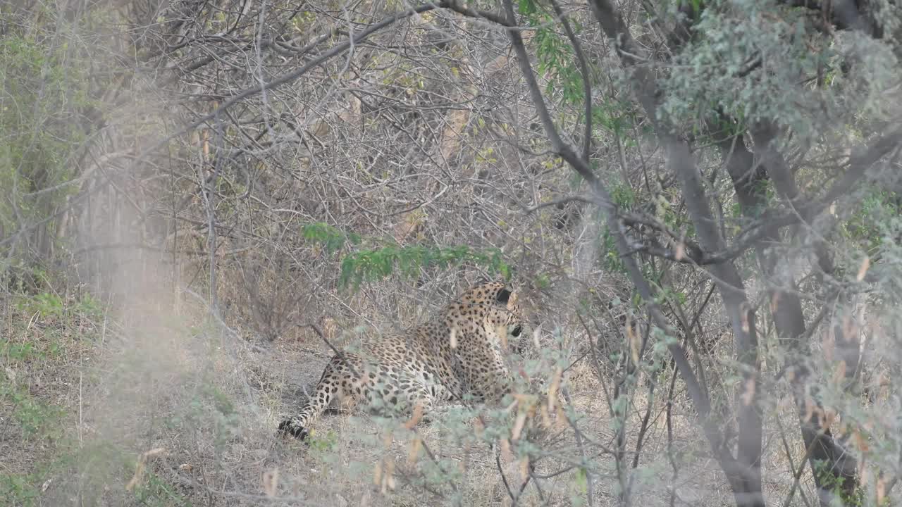 野生雄性豹或豹伪装在高草与目光接触在印度中部的森林- panthera pardus fusca视频素材