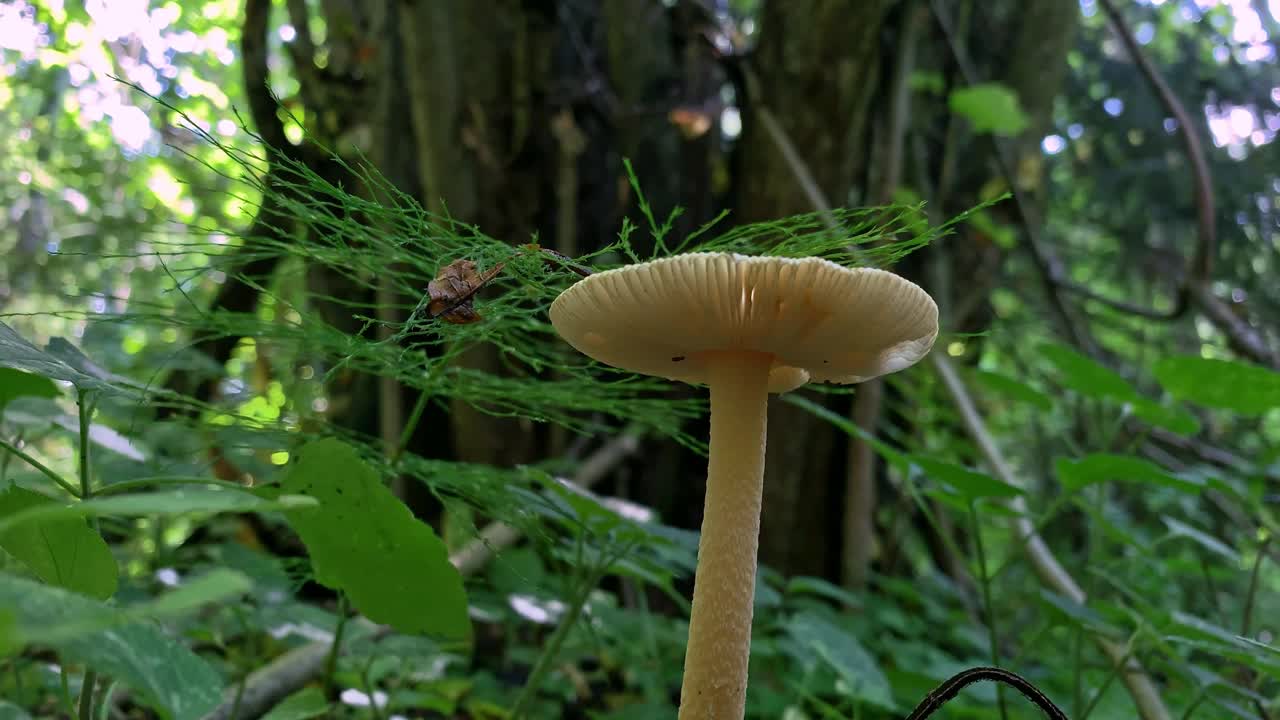 一种剧毒的大蘑菇，毒蕈在一片森林的绿草中近距离接触视频素材