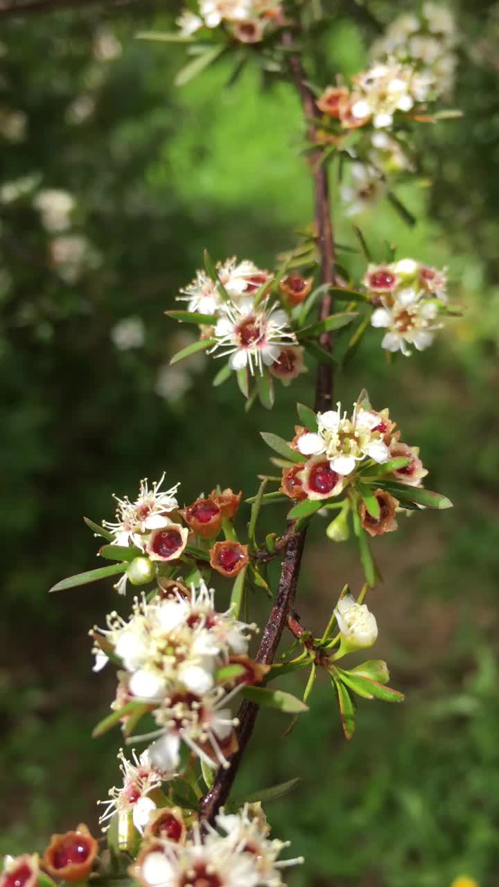 卡努卡（昆泽亚埃里诺德）茶树视频素材