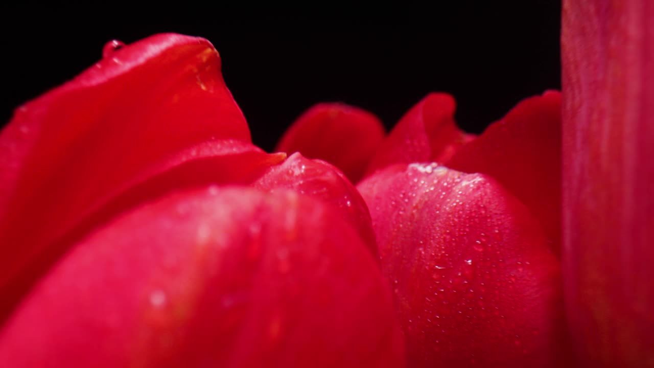 一个郁金香花头的特写视频素材