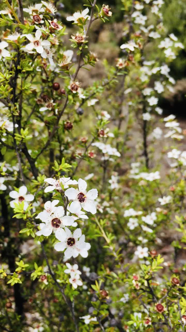 茶树花视频素材