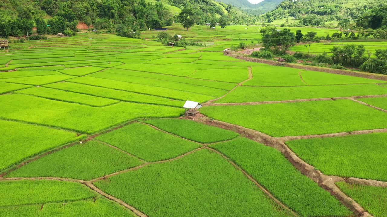 鸟瞰图稻田梯田全景山坡上种植水稻视频素材