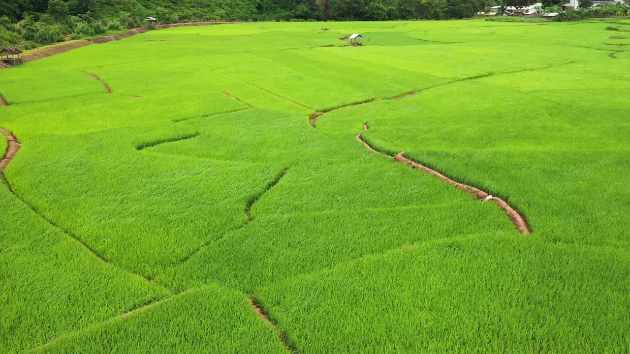 鸟瞰图稻田梯田全景山坡上种植水稻视频素材