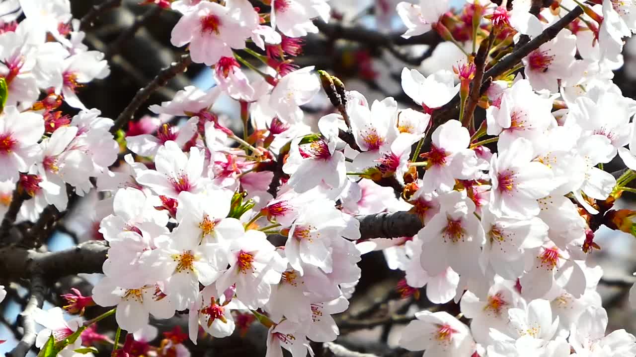 樱花在风中摇曳视频素材