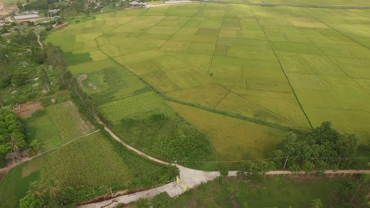 越南富颜省的稻田视频素材