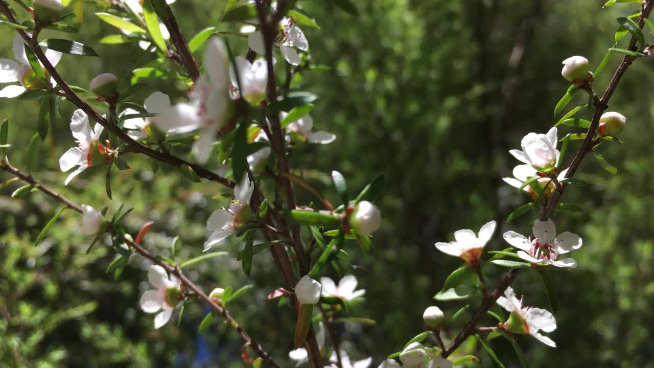 茶树花视频素材