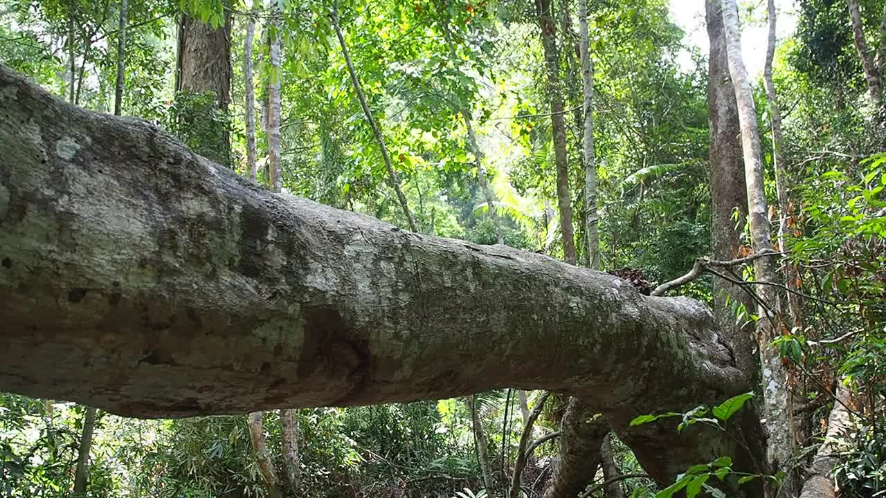 在热带雨林中寻找一棵树视频素材