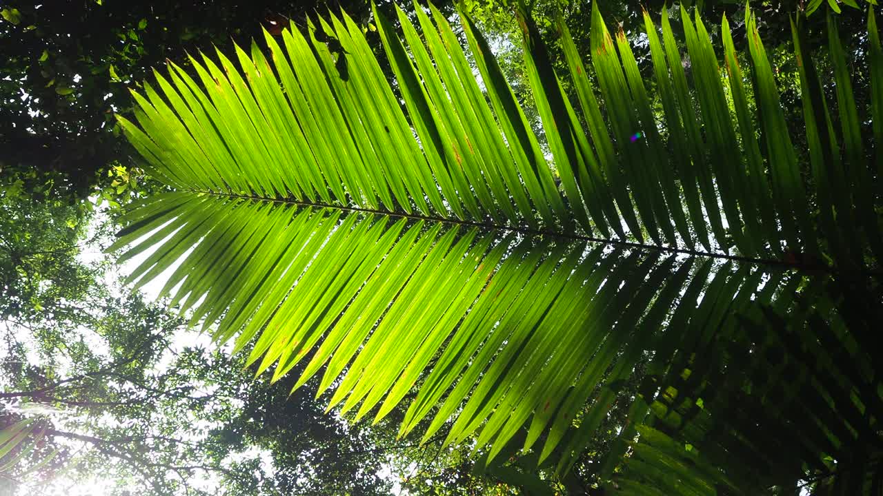 在热带雨林中寻找一棵树视频素材