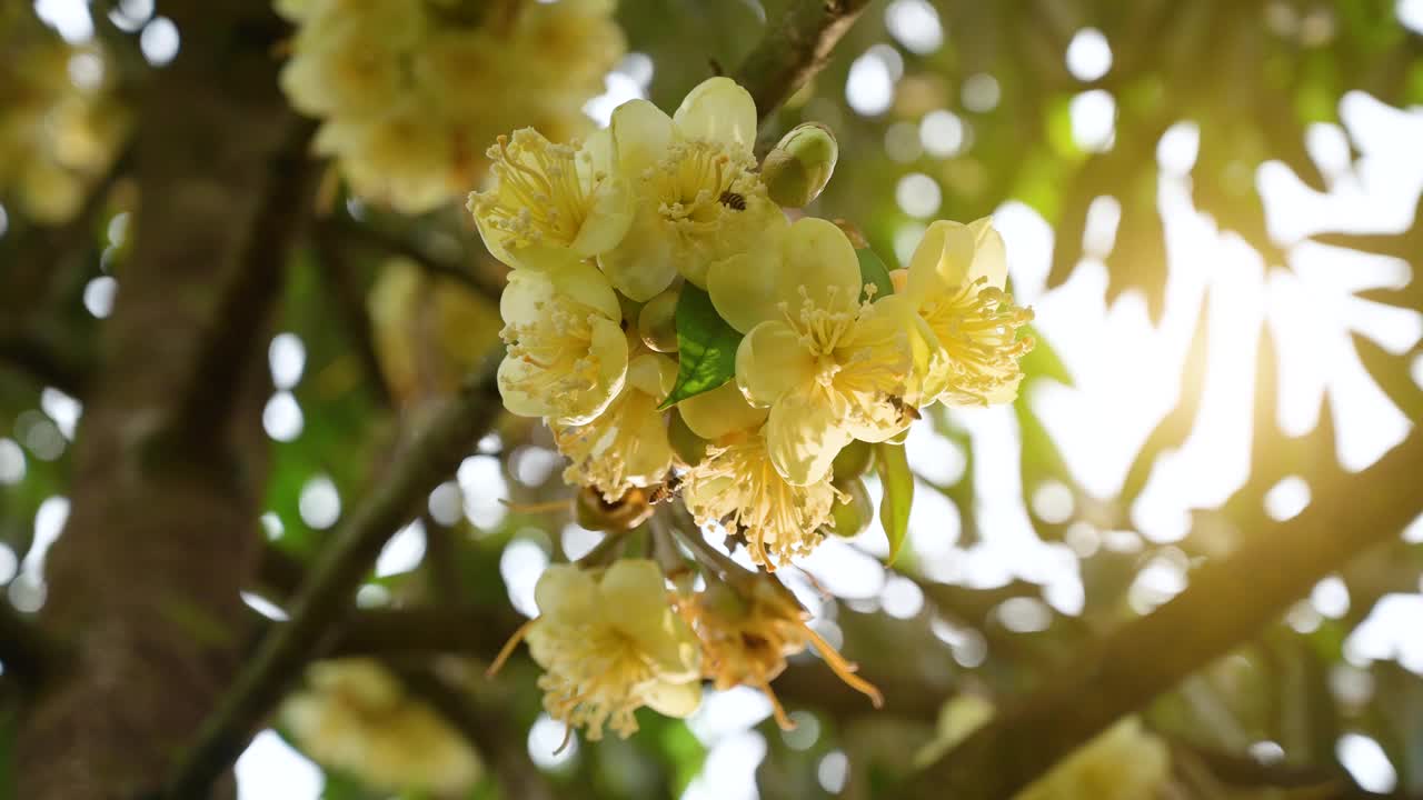 早晨的榴莲园中，蜜蜂正在采摘黄色的榴莲花蕾视频下载