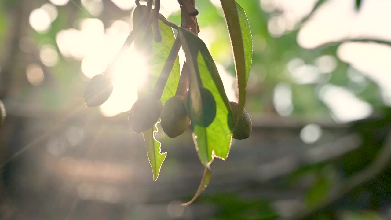 早晨的榴莲园中，蜜蜂正在采摘黄色的榴莲花蕾视频素材