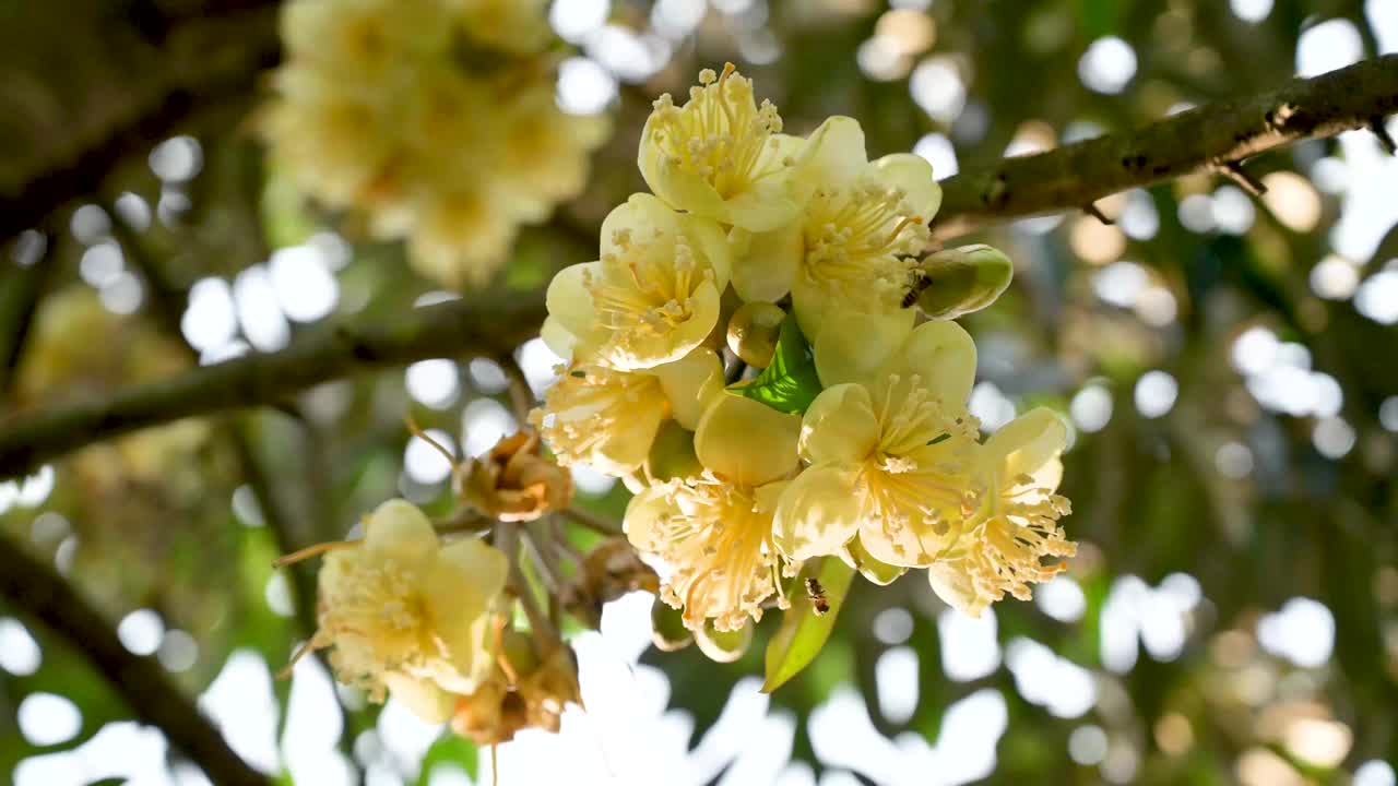 早晨的榴莲园中，蜜蜂正在采摘黄色的榴莲花蕾视频下载