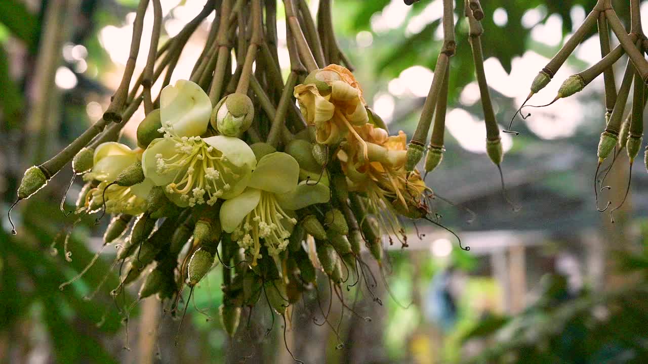 早晨的榴莲园中，蜜蜂正在采摘黄色的榴莲花蕾视频素材