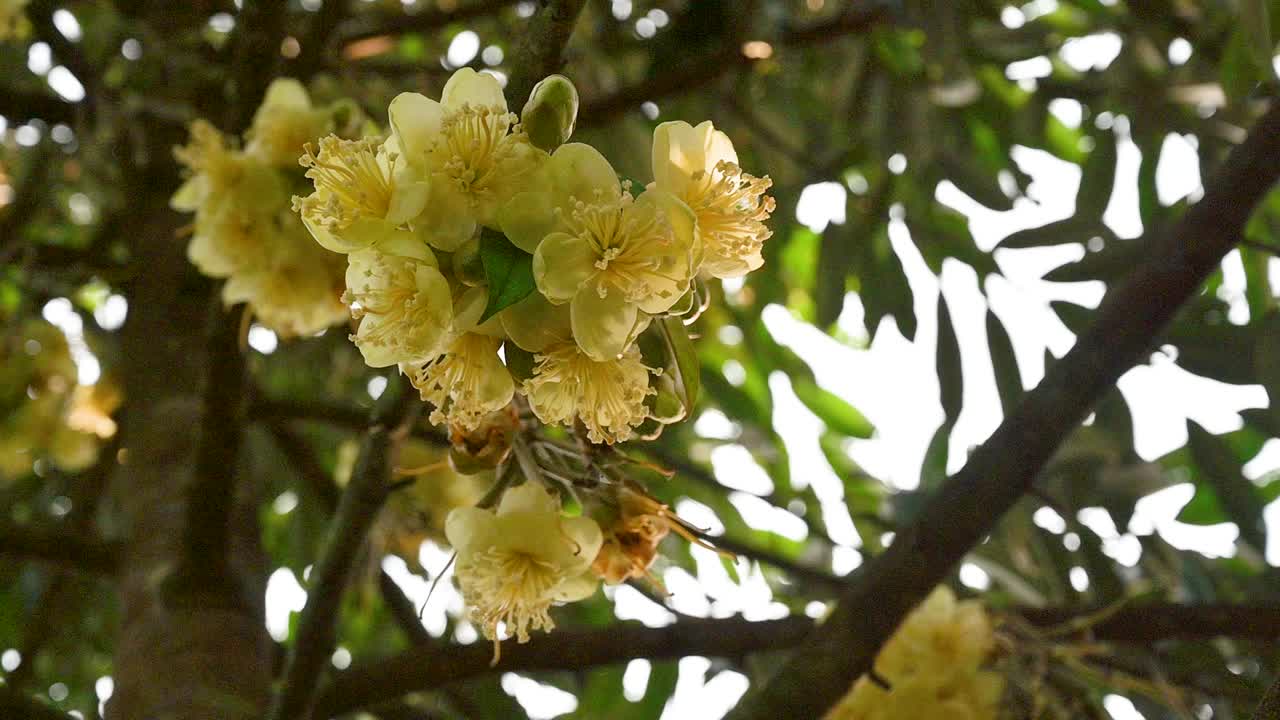 早晨的榴莲园中，蜜蜂正在采摘黄色的榴莲花蕾视频素材