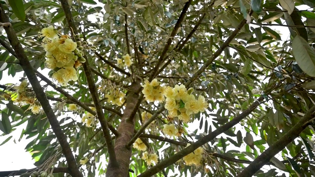 早晨的榴莲园中，蜜蜂正在采摘黄色的榴莲花蕾视频素材