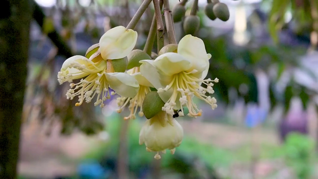 早晨的榴莲园中，蜜蜂正在采摘黄色的榴莲花蕾视频下载