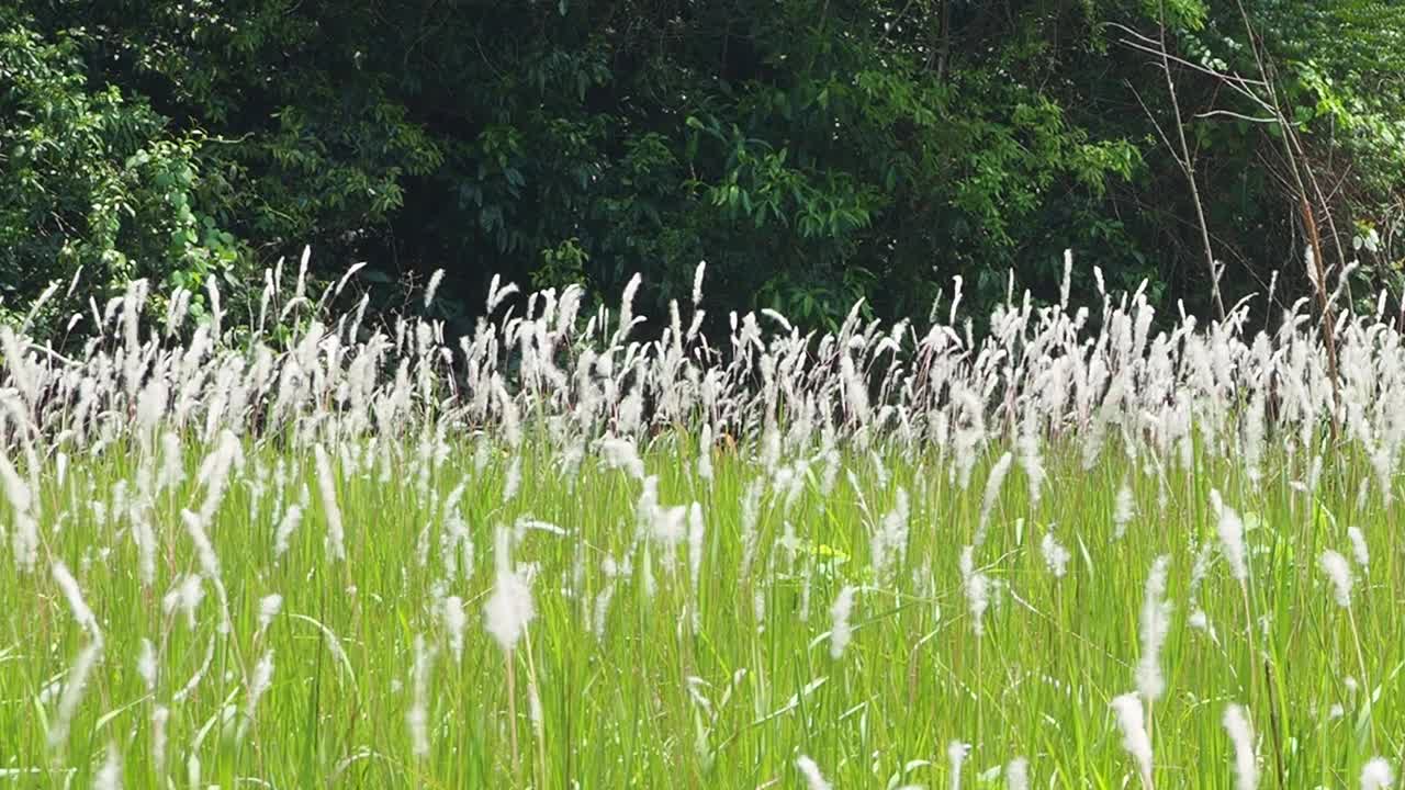 草地在森林视频素材