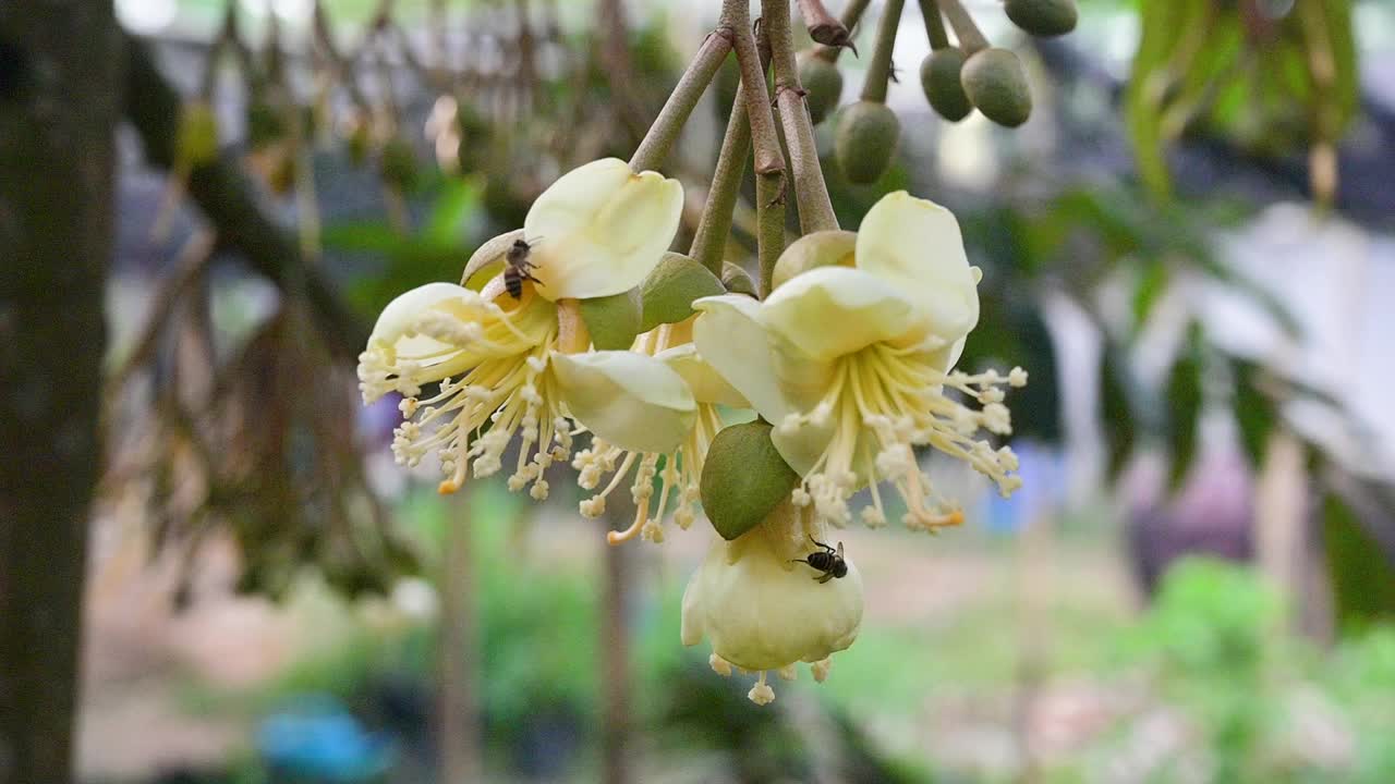 早晨的榴莲园中，蜜蜂正在采摘黄色的榴莲花蕾视频下载