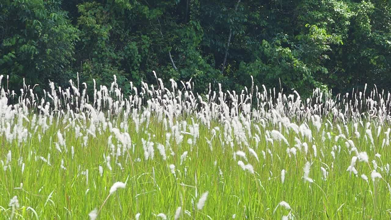 草地在森林视频素材