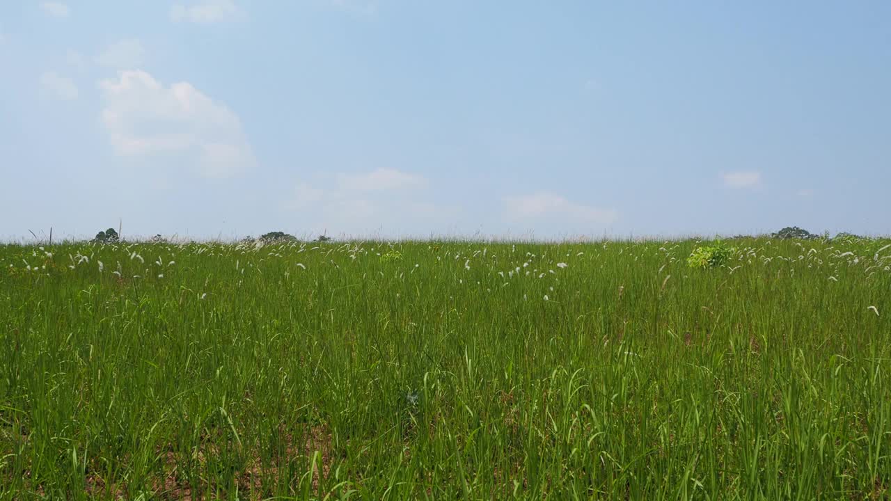 蓝天草地视频素材