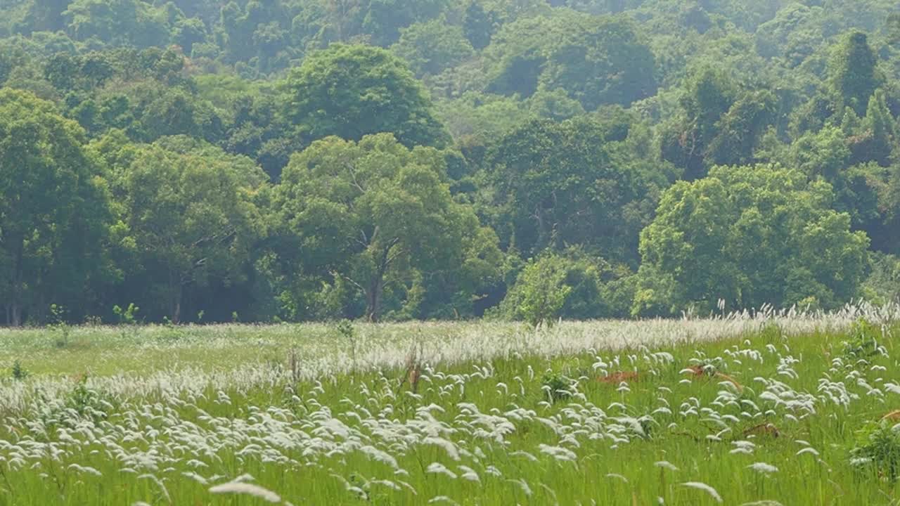 山上有森林和树木的草地视频素材