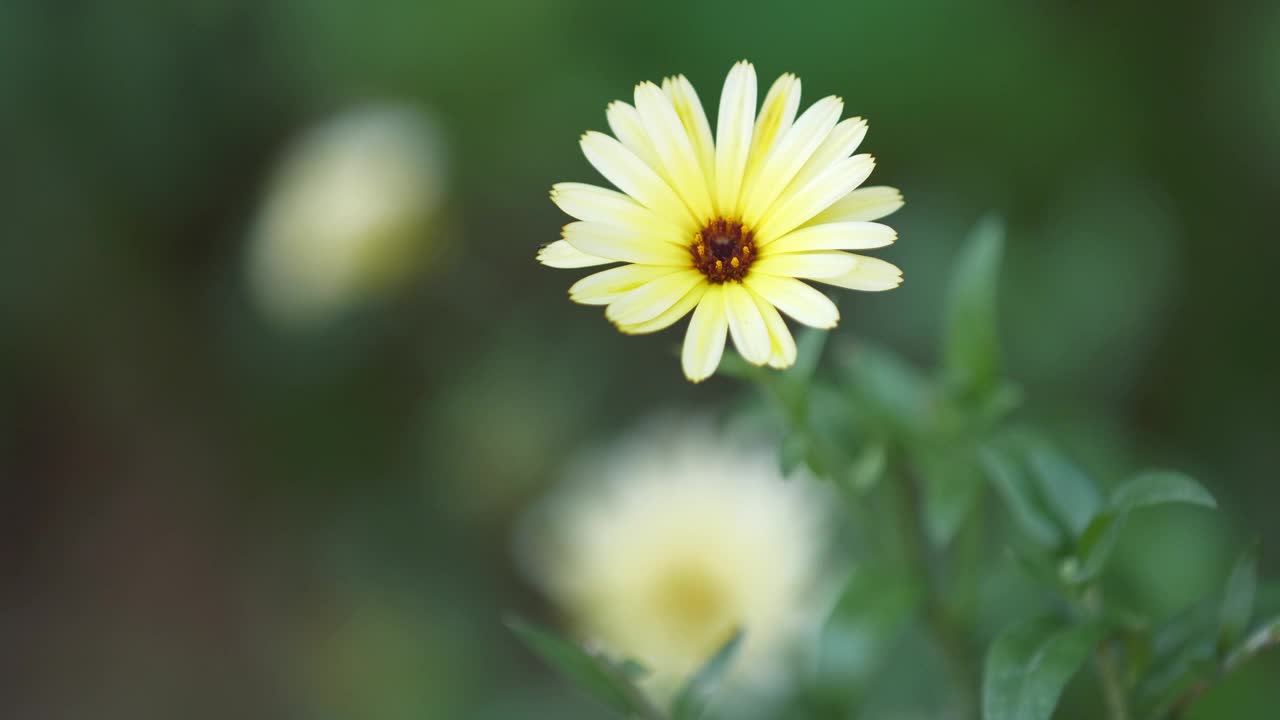 黄色的花朵盛开视频素材