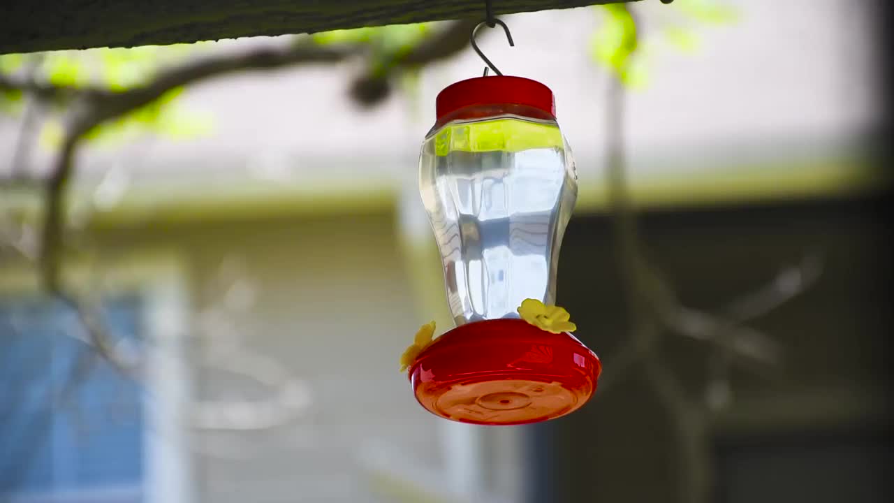 蜂鸟正在从花园里的蜂鸟喂食器中吸食花蜜视频下载