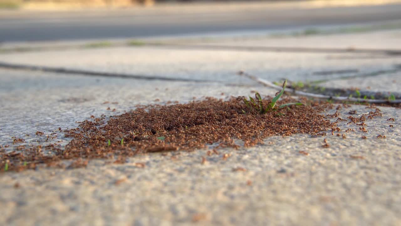 城市人行道上的蚁群视频下载