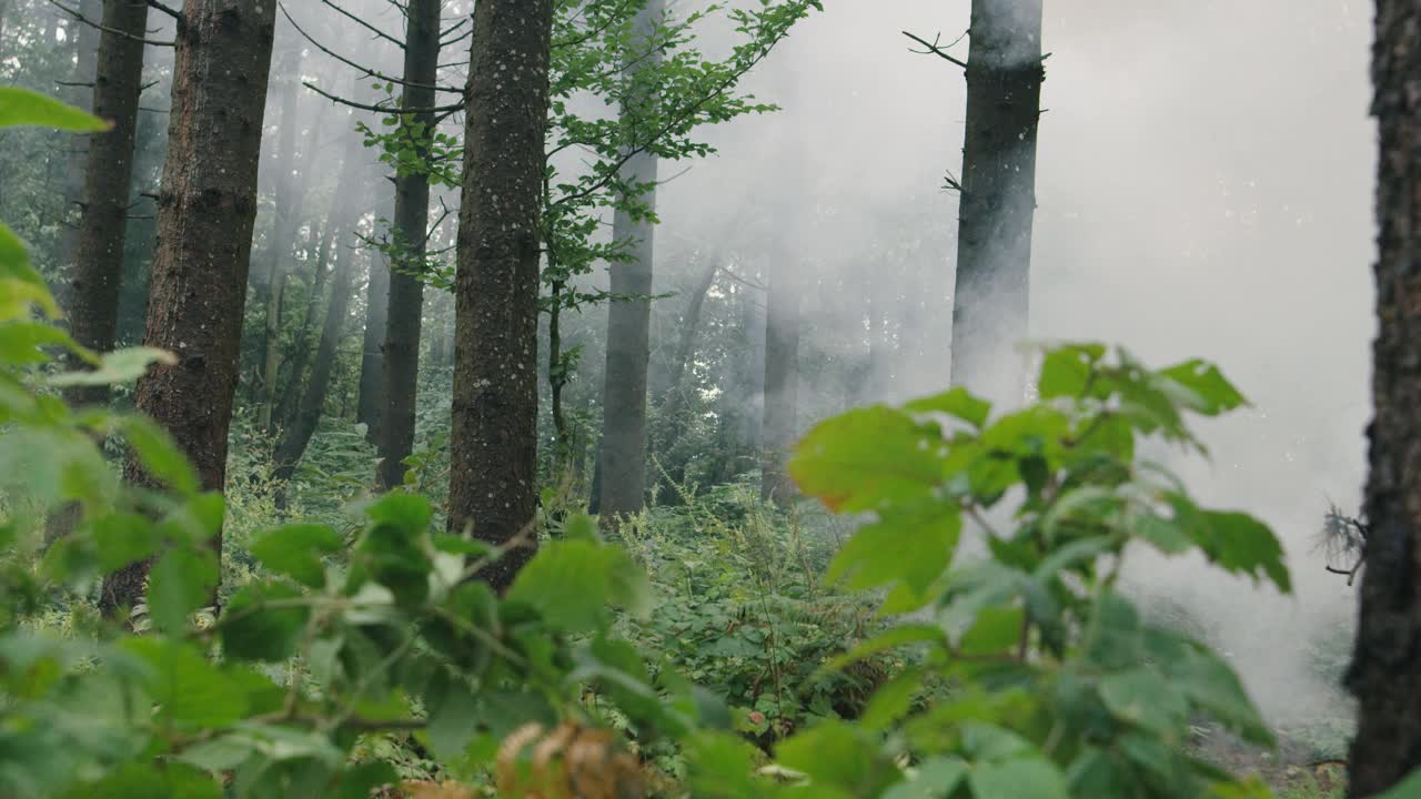 战斗中，士兵们在烟雾中穿过茂密的森林视频素材